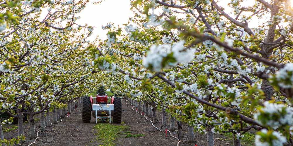 Rows of apple trees in full white blossom, with a small red tractor at the end of the row